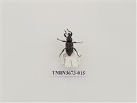 藏品(象鼻蟲(1))的圖片